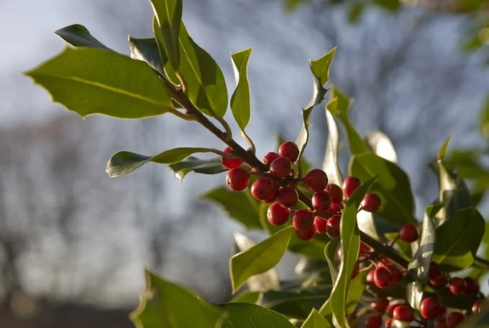 Investimento em tecnologia aumenta eficiência e competitividade da cafeicultura brasileira